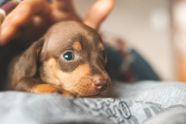 a small brown dog laying on top of a person's lap, pexels contest winner, piercing blue eyes, dachshund, puppies, thumbnail
