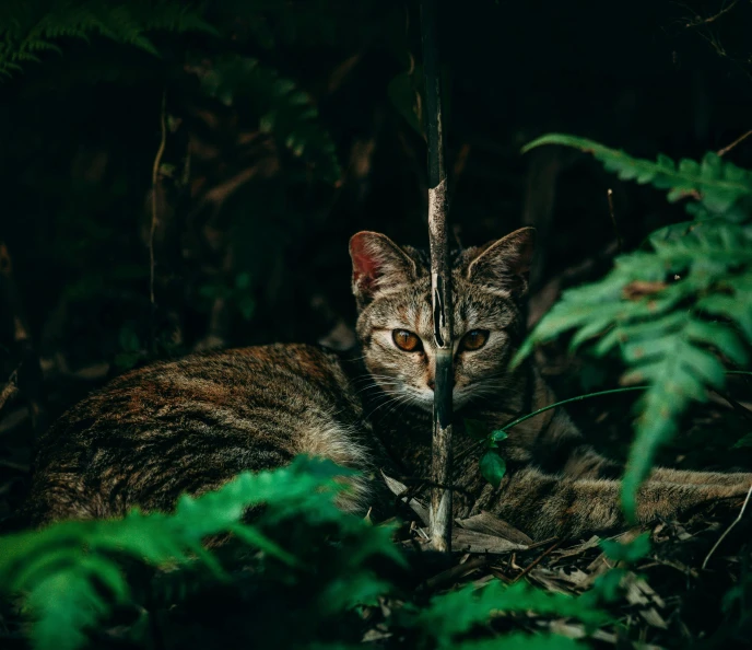 a cat that is laying down in the grass, an album cover, by Elsa Bleda, unsplash contest winner, sumatraism, dense lush forest at night, hunting, camouflage, 4 k cinematic photo