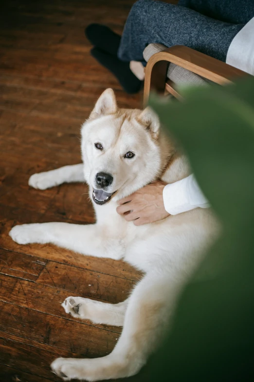 a large white dog laying on top of a wooden floor, by Julia Pishtar, trending on unsplash, asian human, husky, creating a soft, hoang lap