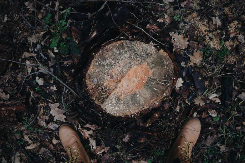 a person standing next to a tree stump, by Elsa Bleda, pexels contest winner, gum rubber outsole, brown, a high angle shot, wilderness ground