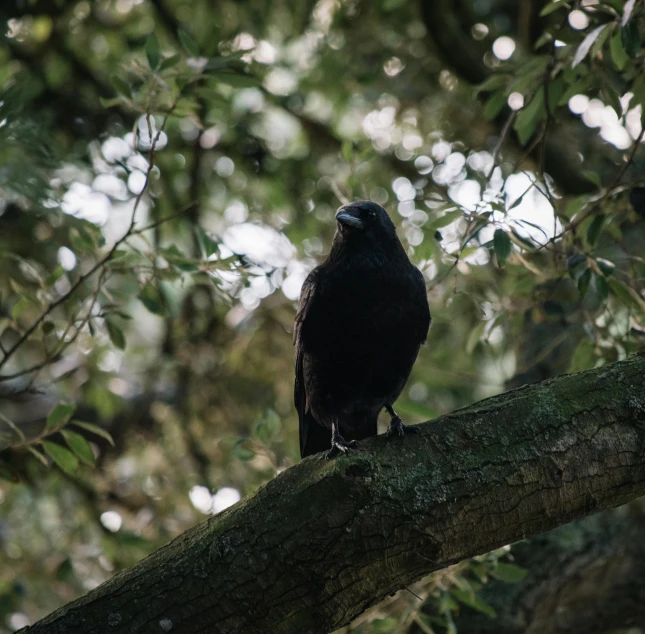 a black bird sitting on top of a tree branch, a portrait, unsplash contest winner, renaissance, at highgate cemetery, te pae, 🦩🪐🐞👩🏻🦳, raven black