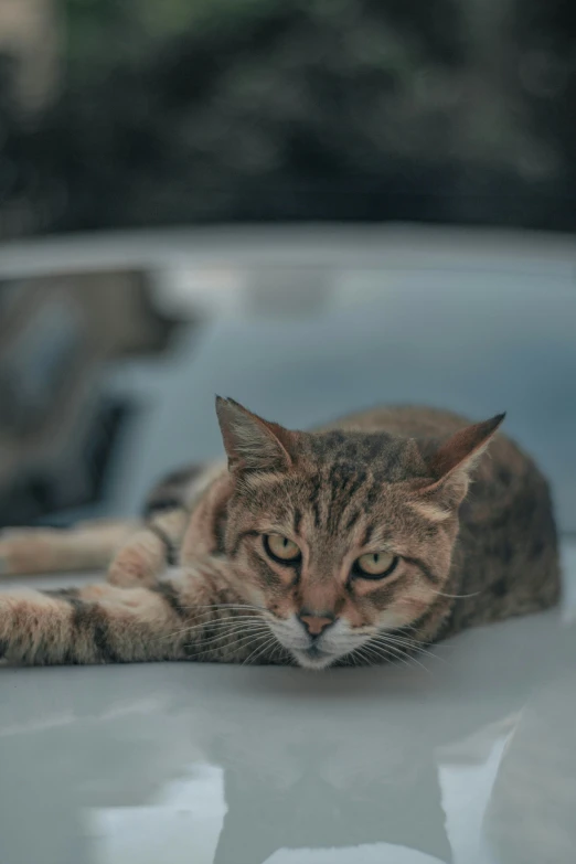 a cat laying on the hood of a car, trending on unsplash, photorealism, looking angry, high quality photo, ilustration, soft top