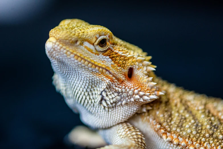 a close up of a lizard on a black surface, orange fluffy belly, dragon scales across hairline, looking towards the camera, a brightly coloured