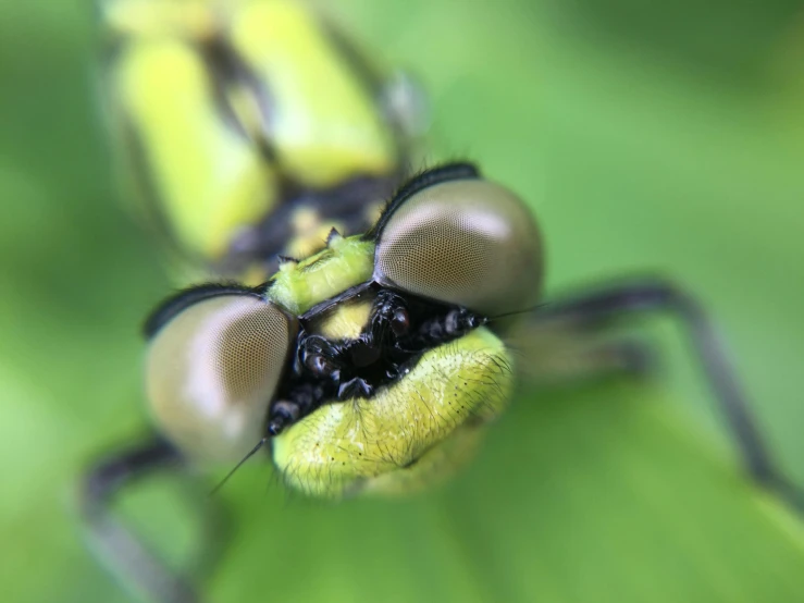 a close up of a dragon fly on a leaf, a macro photograph, by Jan Rustem, pexels contest winner, hurufiyya, large entirely - black eyes, green and yellow, high detailed illustration, closeup 4k