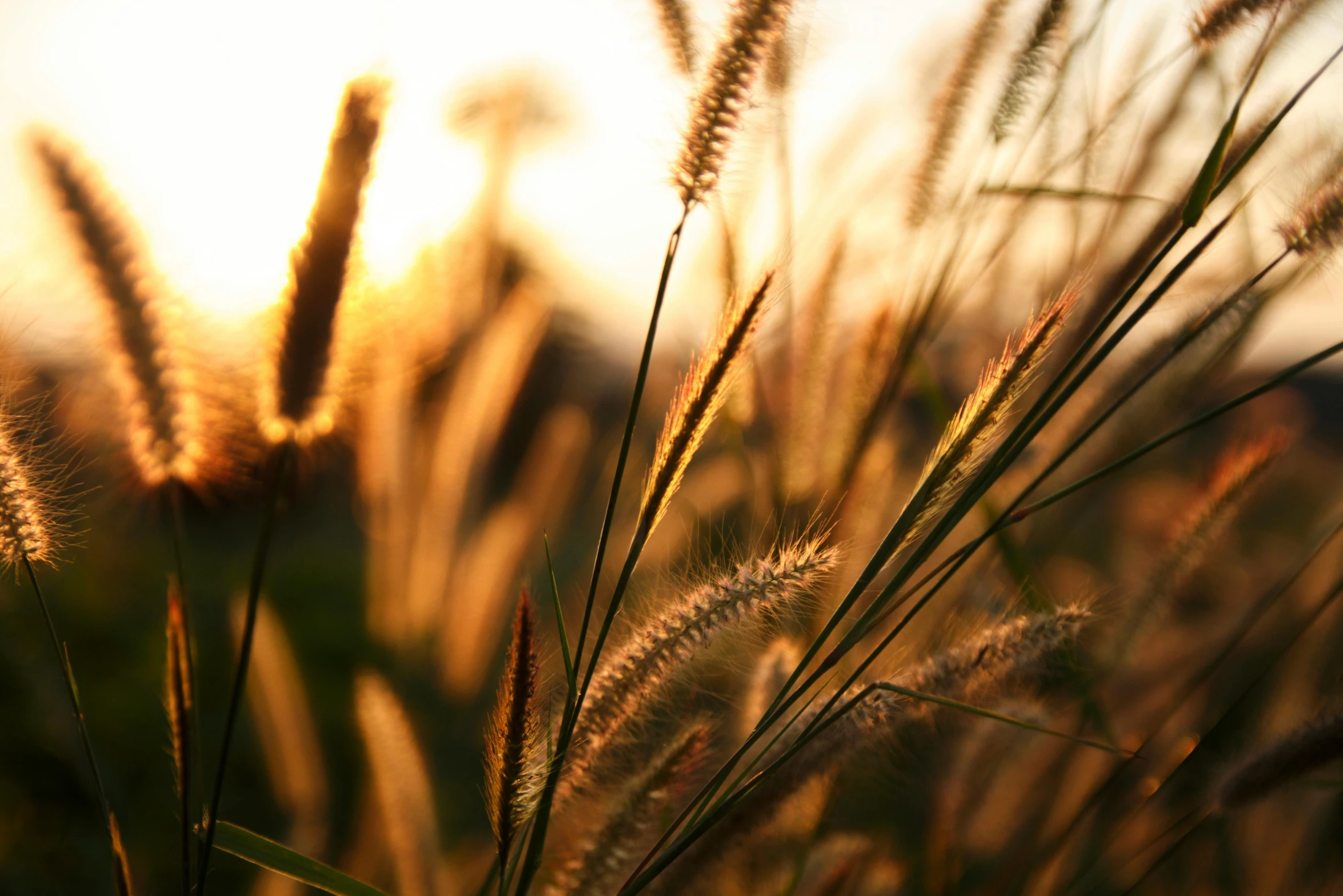 a field of grass with the sun setting in the background, botanicals, shades of gold display naturally, ready to eat, desktop wallpaper