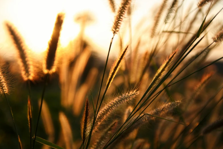 a field of grass with the sun setting in the background, botanicals, shades of gold display naturally, ready to eat, desktop wallpaper