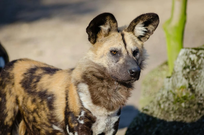 a close up of a wild dog near a tree, a portrait, by Jan Tengnagel, unsplash, fan favorite, taken in zoo, ornately dressed, african sybil