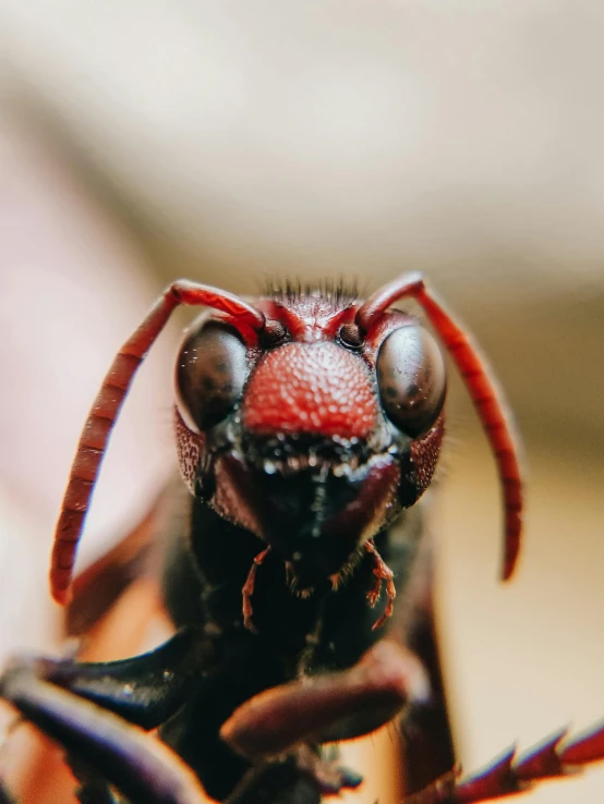 a bug sitting on top of a piece of wood, bright red eyes, profile image, journalism photo, staring into the camera