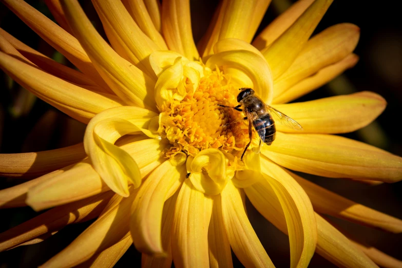 a bee sitting on top of a yellow flower, a macro photograph, by Dave Melvin, pexels, chrysanthemum eos-1d, full frame image, golden glow, a high angle shot