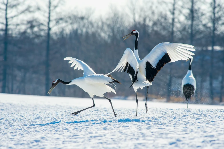 a couple of birds that are standing in the snow, a photo, inspired by Ohara Koson, unsplash contest winner, cranes, at takeoff, japan rural travel, thumbnail