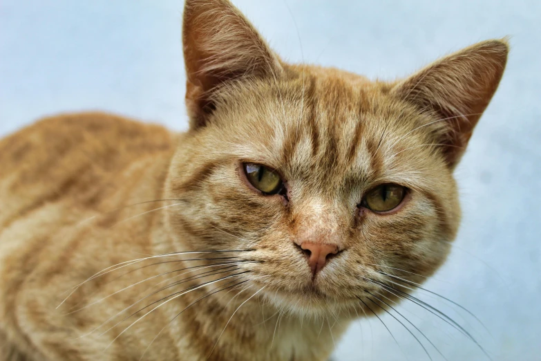 a close up of a cat looking at the camera, rusty, looking smug, scientific photo, max dennison