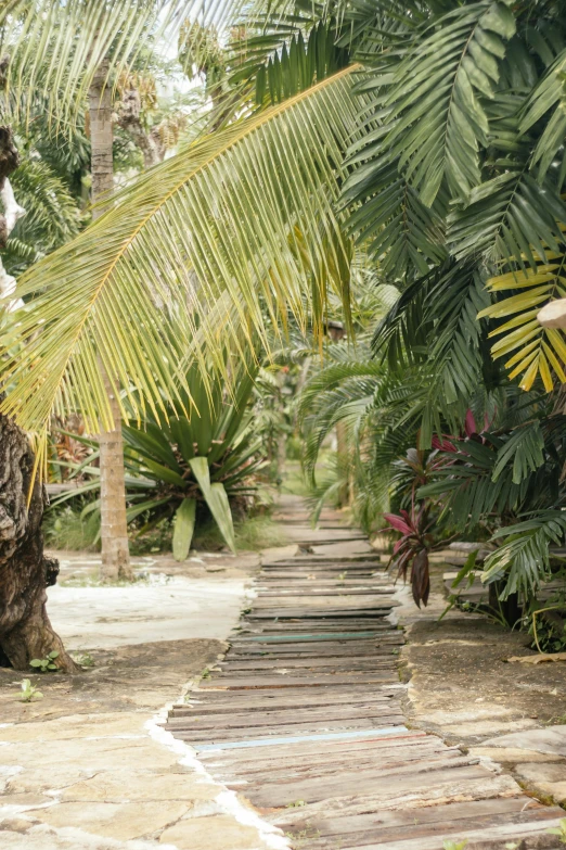 a man riding on the back of a horse down a path, by Sebastian Vrancx, unsplash, renaissance, tropical vegetation, near a jetty, in marijuanas gardens, a wooden