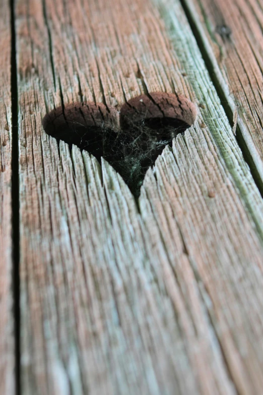 a heart shaped hole in a piece of wood, by Adam Chmielowski, pexels, spider, deck, bat, grain”