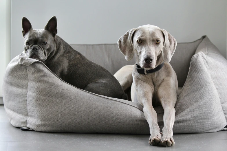 a couple of dogs laying on top of a dog bed, inspired by George Barker, light grey, sleek curves, over-shoulder shot, domestic