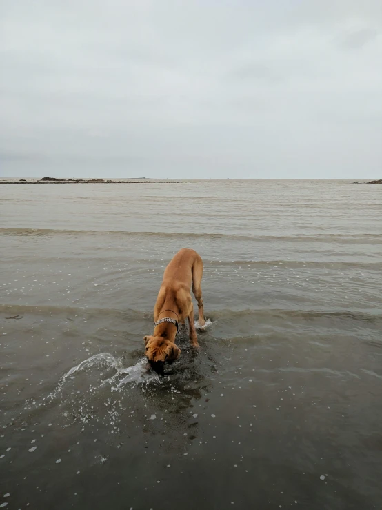 a dog that is standing in the water, on a beach, overcast day, water dripping off him, in the iceland calm water