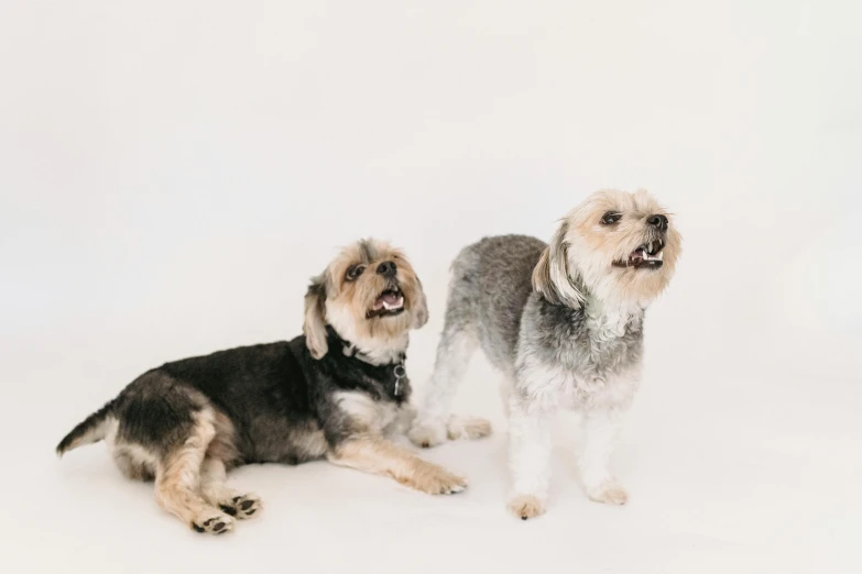 two dogs sitting next to each other on a white surface, a portrait, unsplash, background image, malt, grey, shiny and sparkling