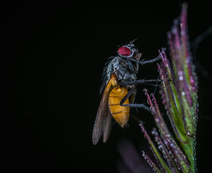 a close up of a fly on a plant, a macro photograph, unsplash contest winner, hurufiyya, on a black background, red - eyed, at twilight, casually dressed