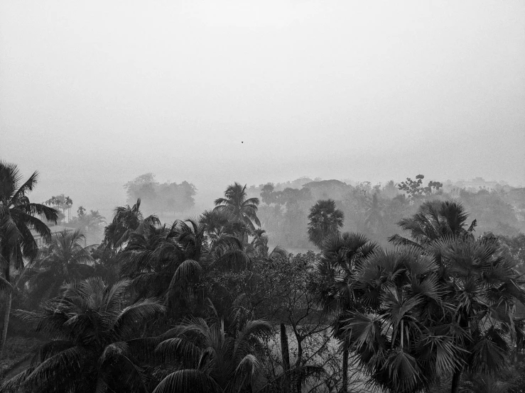 a black and white photo of palm trees, by Sudip Roy, misty and raining, from the roof, photographic print, jungle landscape