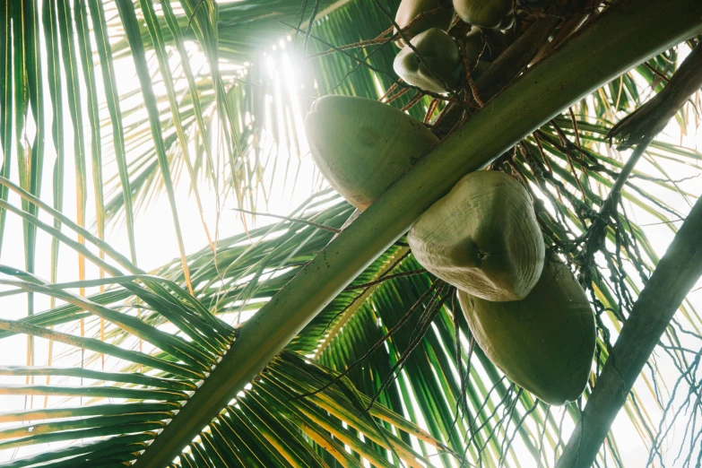 a bunch of coconuts hanging from a palm tree, unsplash, hurufiyya, multiple stories, basil gogos, sun overhead, full frame image