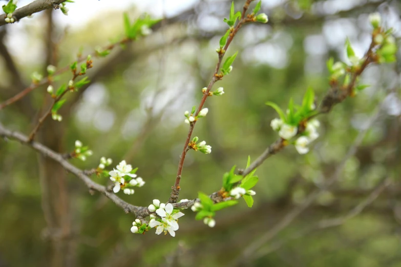 a branch of a tree with white flowers, by Lilia Alvarado, unsplash, arabesque, food, 2000s photo, smooth tiny details, ilustration