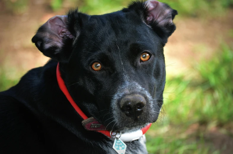 a close up of a black dog with a red collar, by Bernie D’Andrea, pexels contest winner, pale pointed ears, australian, young adult male, photo of a beautiful