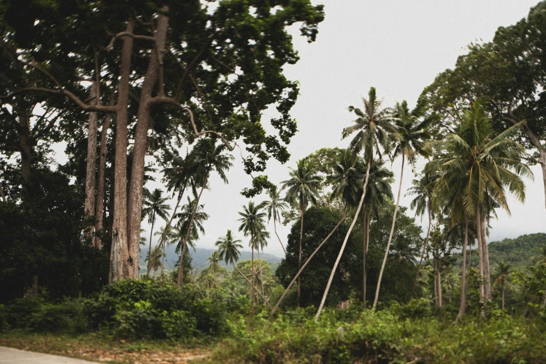 a man riding on the back of a motorcycle down a road, an album cover, unsplash, hurufiyya, in a tropical forest, sri lankan landscape, coconuts, lot of trees