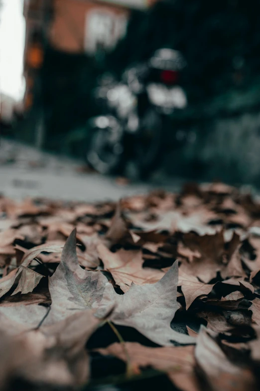 a motorcycle is parked on the side of the road, pexels contest winner, covered in leaves, up close, low quality photo, muted brown