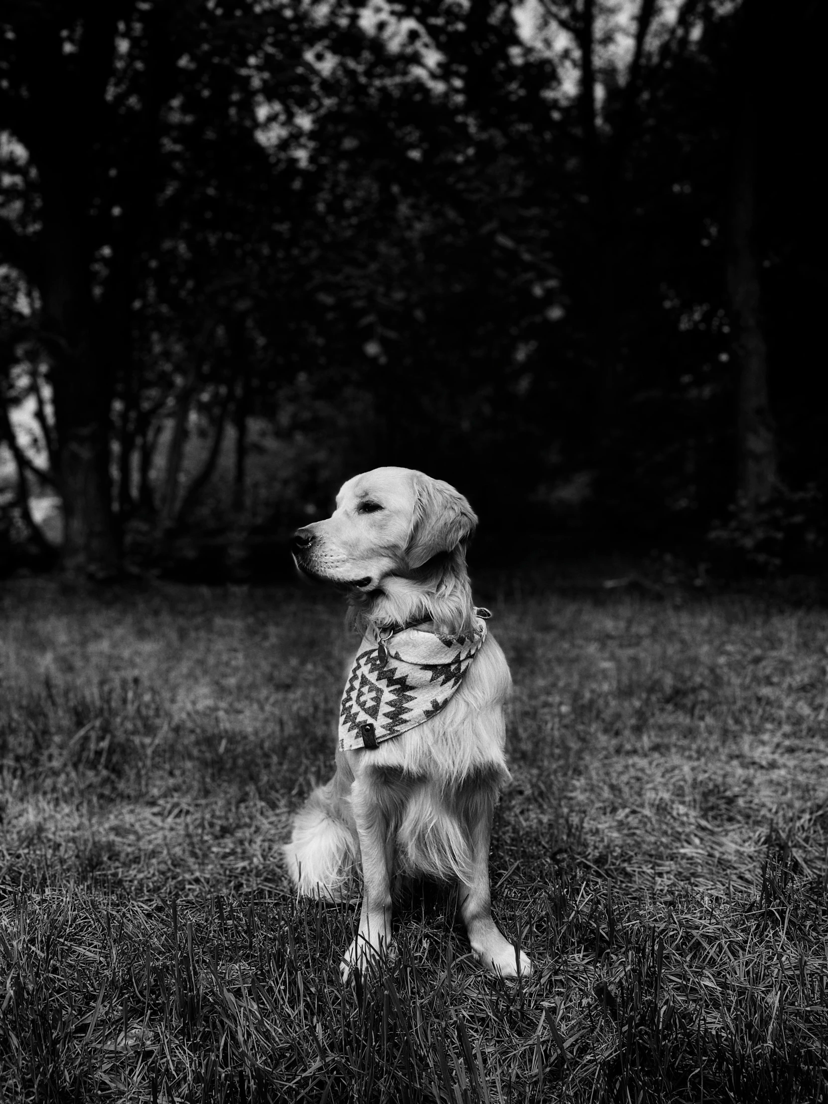 a dog that is sitting in the grass, a black and white photo, by Lucia Peka, art photography, bandana, golden retriever, shot on iphone 1 3 pro, cinematic photograph