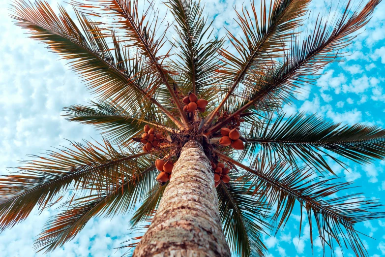 a palm tree with a blue sky in the background, by Carey Morris, pexels contest winner, hyperrealism, coconuts, 🦩🪐🐞👩🏻🦳, as seen from the canopy, brown