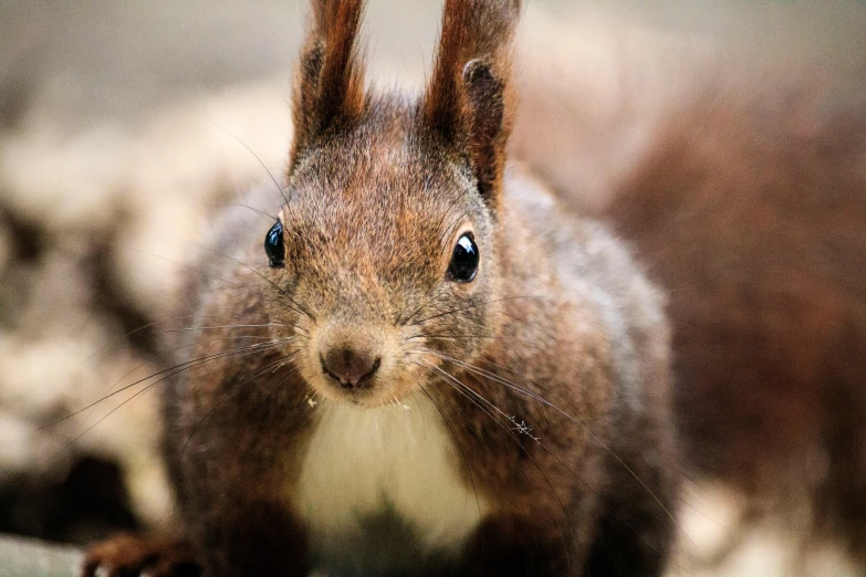 a close up of a squirrel looking at the camera, an album cover, pexels contest winner, reds, australian, brown, 🦩🪐🐞👩🏻🦳