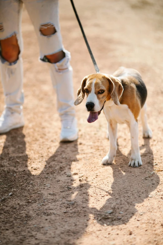 a dog on a leash being walked by a person, trending on unsplash, baseball, 15081959 21121991 01012000 4k, cute beagle, standing in an arena