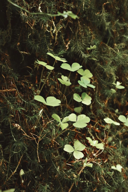 a plant that is growing out of a tree, inspired by Elsa Bleda, unsplash, land art, background full of lucky clovers, victoria siemer, photo taken on fujifilm superia, forest floor