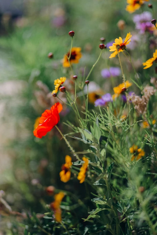 a red flower sitting on top of a lush green field, by Jessie Algie, trending on unsplash, color field, field of mixed flowers, some red and purple and yellow, made of wildflowers, orange blooming flowers garden