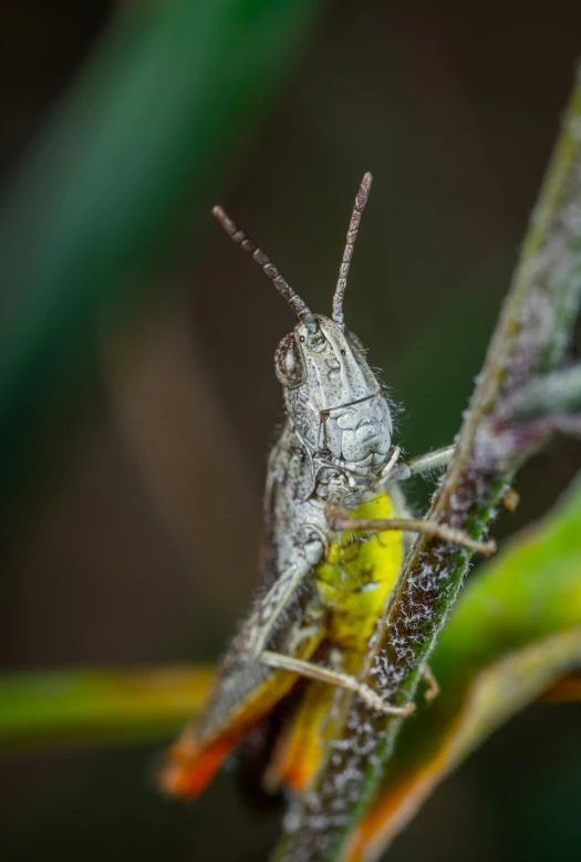 a close up of a grasshopper on a plant, short light grey whiskers, complex and intricate, old male, high-angle