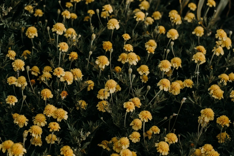 a bunch of yellow flowers in a field, unsplash, minimalism, chrysanthemum eos-1d, dark and moody, cottagecore flower garden, slightly pixelated