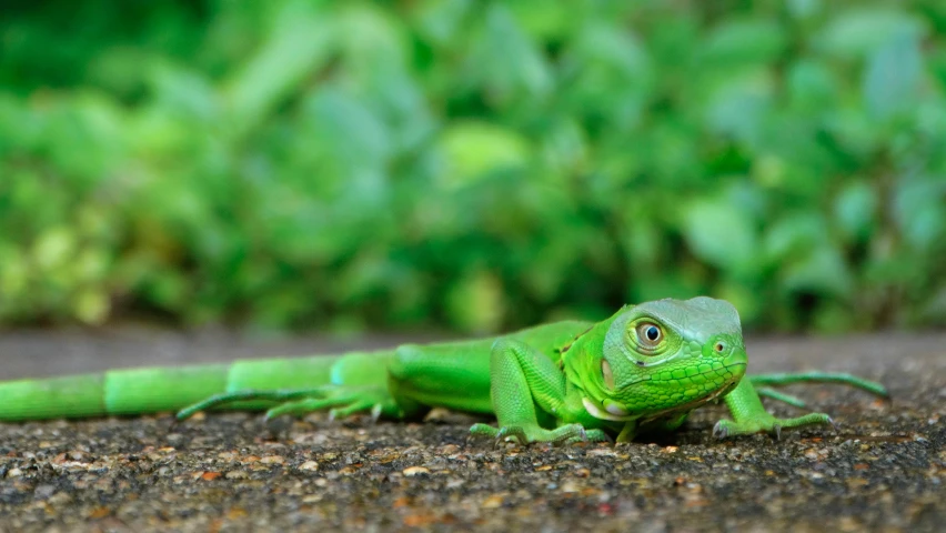 a green lizard is sitting on the ground, pexels contest winner, photorealism, sri lanka, avatar image, pet animal, posing for camera