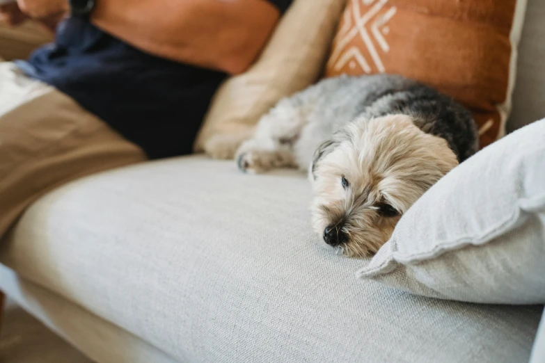 a dog that is laying down on a couch, by Emma Andijewska, pexels, disappointed, throw pillows, gray and orange colours, havanese dog