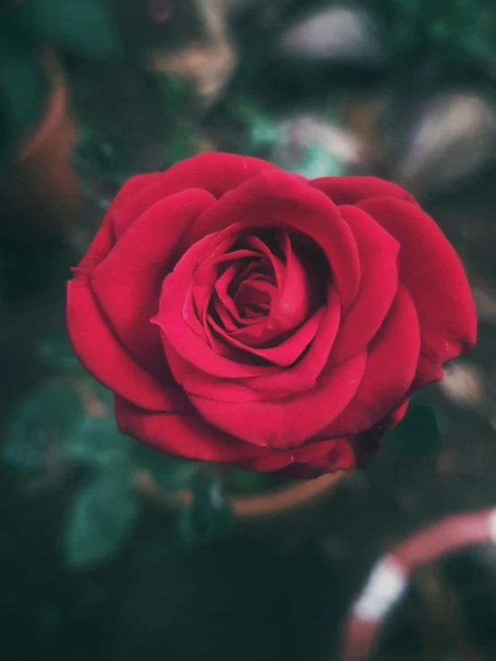 a red rose sitting on top of a green plant, close to the camera