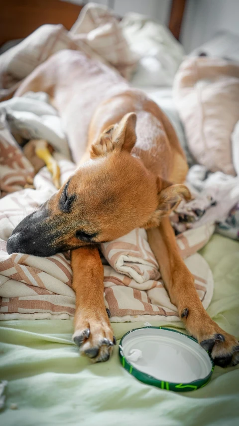 a dog laying on top of a bed next to a bowl, inspired by Elke Vogelsang, pexels, moonlight showing injuries, a bald, asleep, 15081959 21121991 01012000 4k