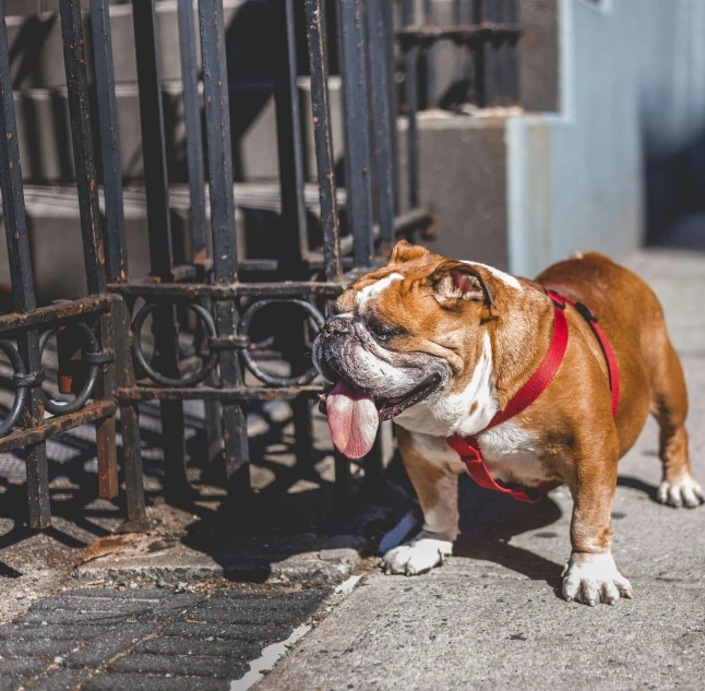 a brown and white dog standing next to a gate, by Drew Tucker, pexels contest winner, renaissance, streets of new york, an obese, dog - faced muscular goblin, in sunny weather