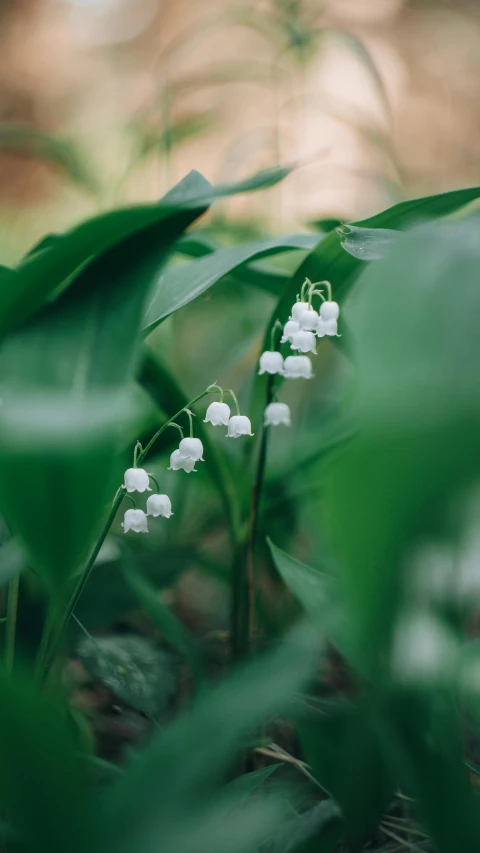 a bunch of white flowers sitting on top of a lush green field, by Sophie Pemberton, unsplash, bells, in a woodland glade, lily flowers, small plants