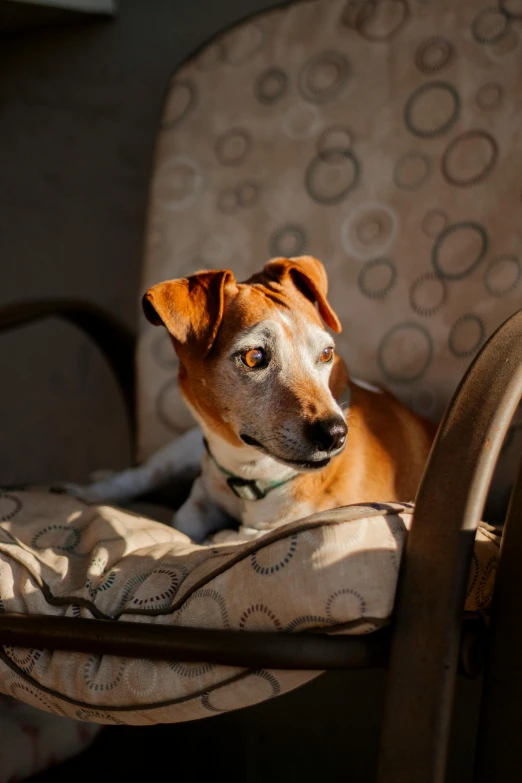 a brown and white dog sitting on top of a chair, inspired by Elke Vogelsang, pexels contest winner, renaissance, bright dappled golden sunlight, jack russel dog, sitting in an armchair, late summer evening