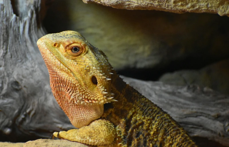 a close up of a lizard on a rock, a portrait, trending on pexels, giant dragon resting in a cave, warm coloured, a blond, vivarium