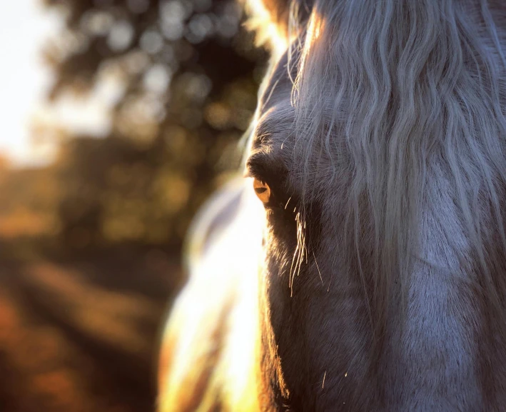 a close up of a horse's face with trees in the background, pexels contest winner, renaissance, ray of light through white hair, evening sunlight, today\'s featured photograph 4k, back - lit