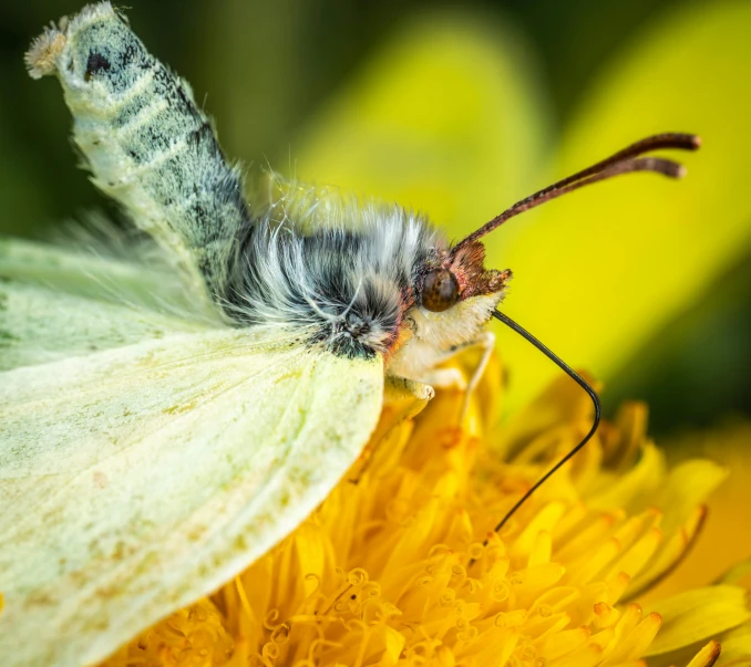 a close up of a butterfly on a flower, a macro photograph, by Colijn de Coter, pexels contest winner, fluffy green belly, ilustration, resting, large white wings