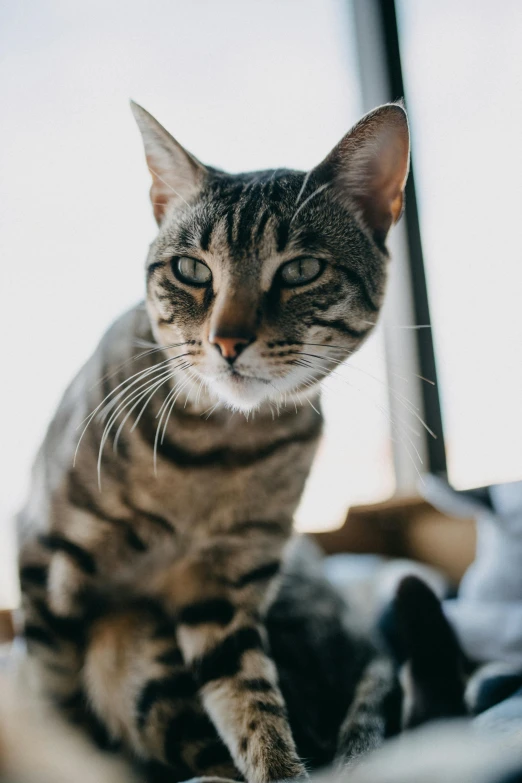 a cat sitting on top of a bed next to a window, a picture, trending on unsplash, armored cat, good looking face, up close, young adult male