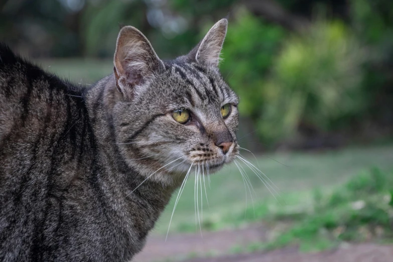 a close up of a cat with a blurry background, a portrait, unsplash, australian, old male, full frame image, a broad shouldered