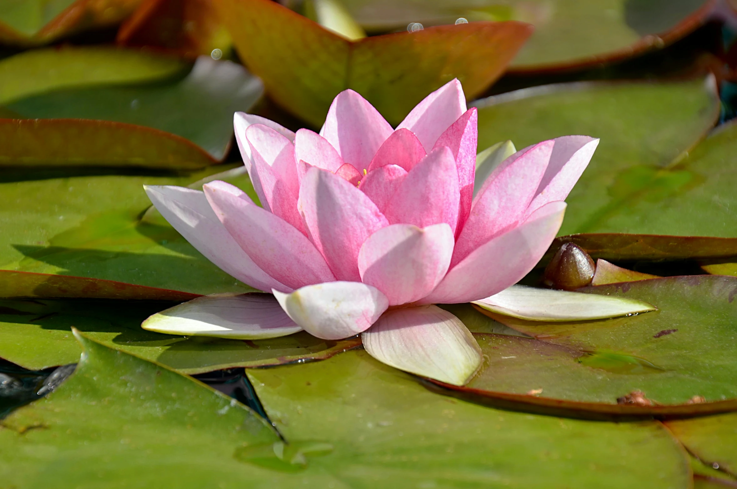 a pink flower sitting on top of a green leaf covered pond, in a pond, persian queen, from the front