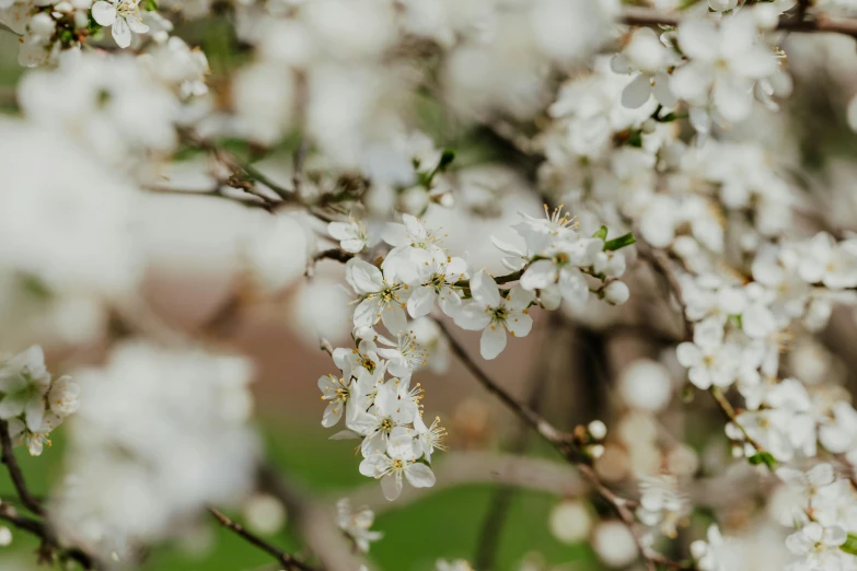 a bunch of white flowers on a tree, by Emma Andijewska, trending on unsplash, background image, fruit trees, full frame image