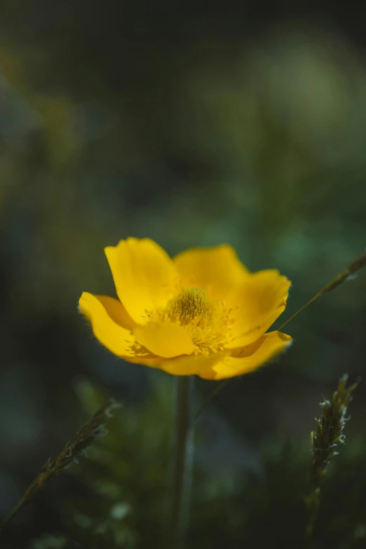 a yellow flower sitting on top of a lush green field, an album cover, by Sven Erixson, unsplash, romanticism, anemones, ultra shallow depth of field, paul barson, soft light - n 9